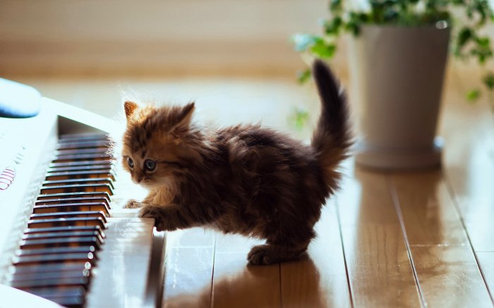 Mignon, ce chat !