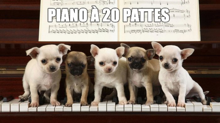 Piano à 20 pattes